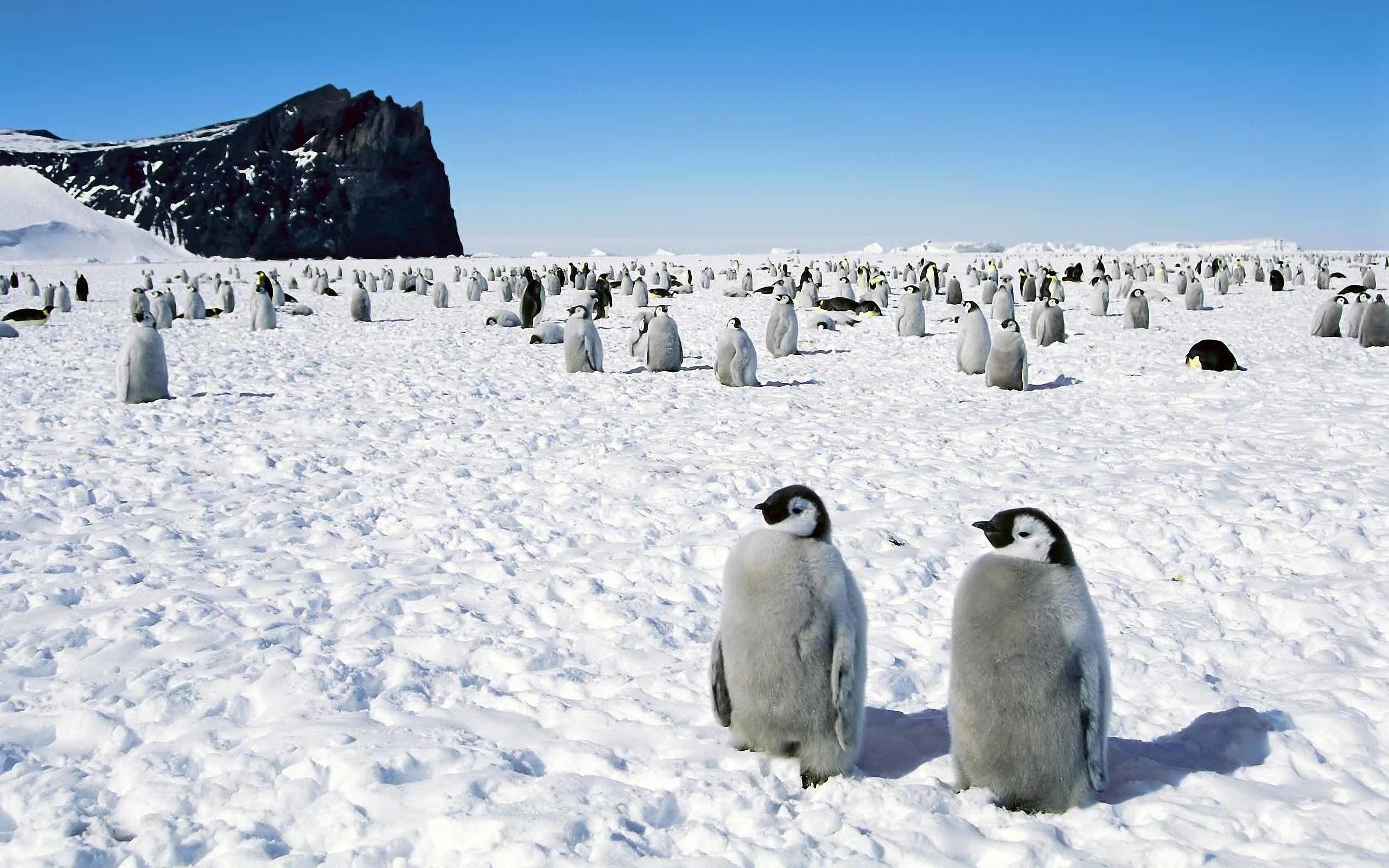 Antarctica