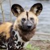 AfricanWildDogs