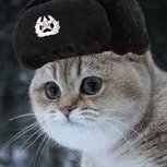 Gato Soviético/Soviet Cat