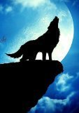 Midnight Wolfs
