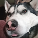 HUSKYFRESKO