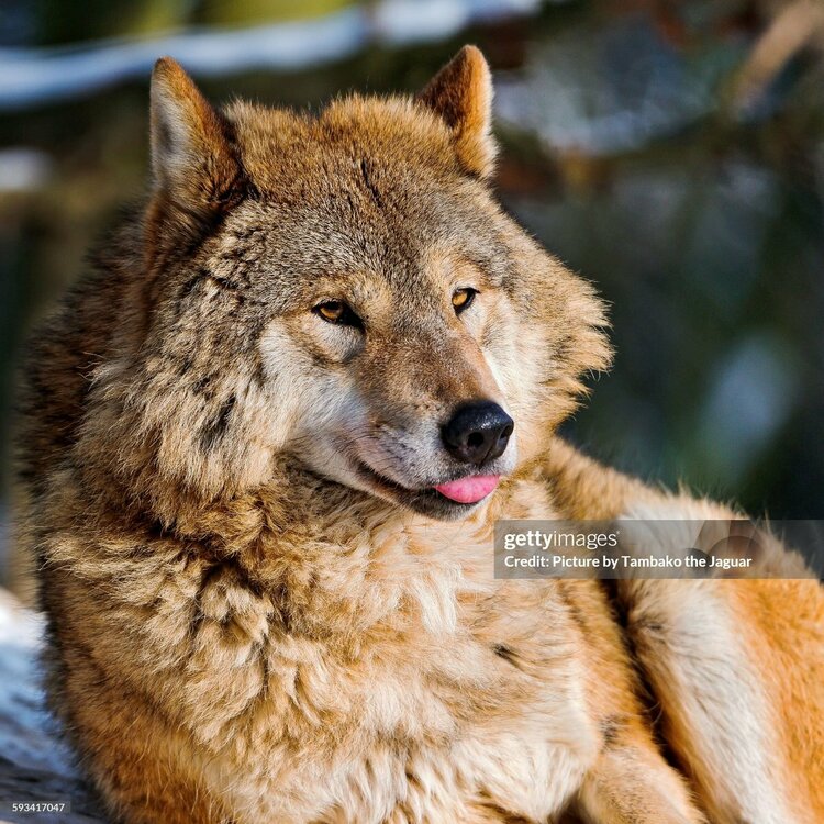 gettyimages-593417047-2048x2048.thumb.jpg.623d1e8dade4e8cddf5b2ce3391aacf5.jpg